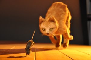 myši v dome riešenie problému